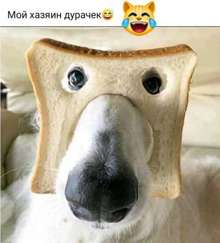 Мой хазяин дурачекз ___