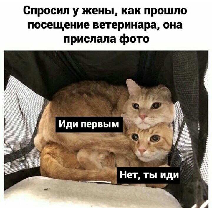 Спросил у жены как прошло посещение ветеринара она прислала фото