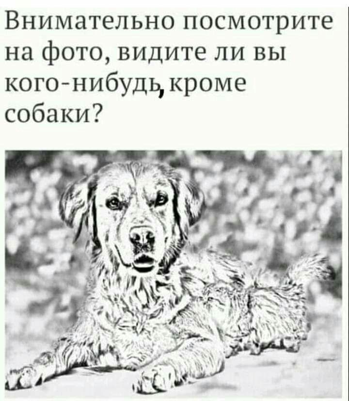 Внимательно посмотрите на фото видите ли вы когонибудь кроме собаки