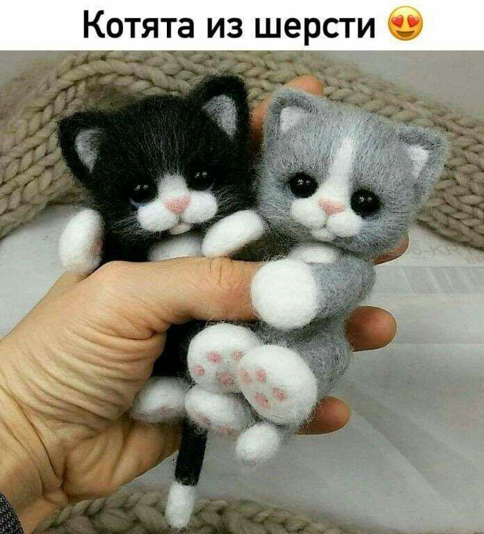 Котята ИЗ ШЭРСТИ