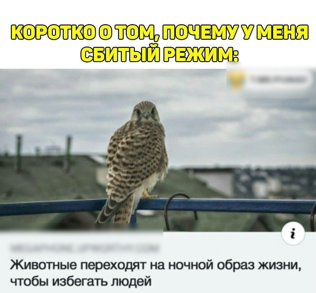 ёмъут Мтшё Животные переходят на ночной образ жизни чтобы избегать людей