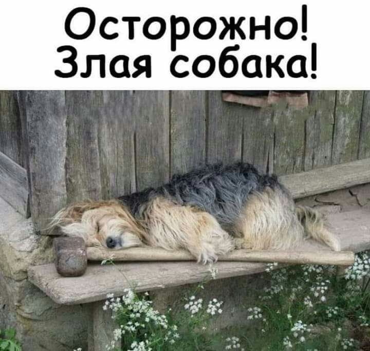 Осторожно Зла собака