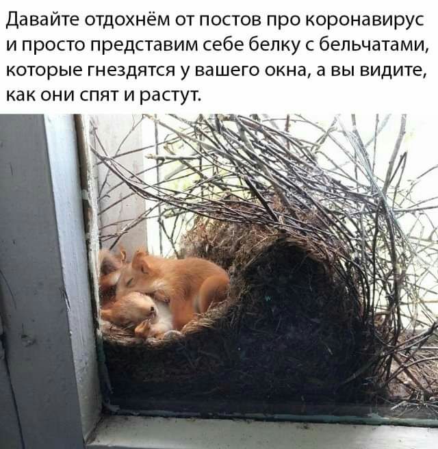 Давайте отдохнём от постов про коронавирус и просто представим себе белку с бельчатами которые гнездятся у вашего окна а вы видите как они спят и растут