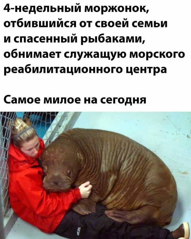 4недельный моржонок отбившийся от своей семьи и спасенный рыбаками обнимает служащую морского реабилитационного центра Самое милое на сегодня