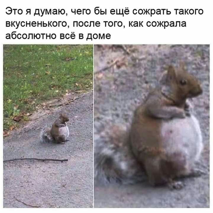 Это я думаю чего бы ещё сожрать такого вкусненького после того как сожрала абсолютно всё в доме
