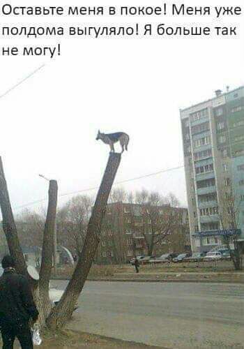 Опавьте меня в покое Меня уже полдома выгулялоі Я больше так не могу
