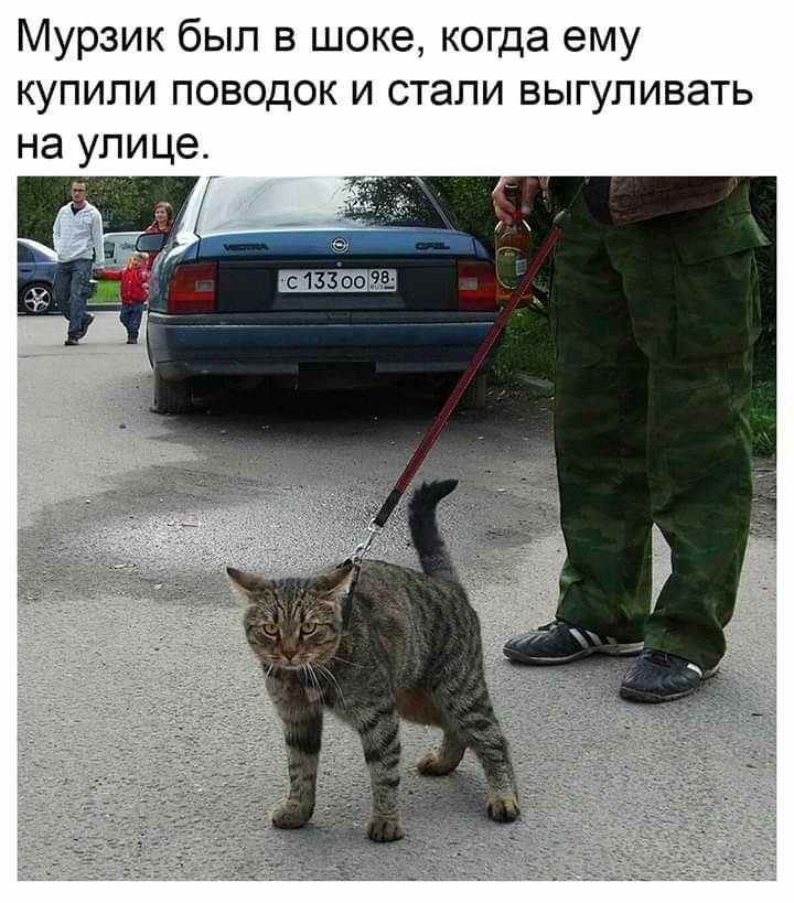 Мурзик был в шоке когда ему купили поводок и стали выгуливать на улице