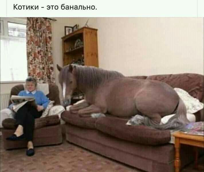 Котики это банально