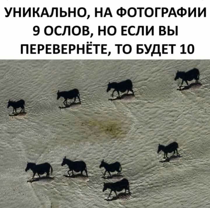 УНИКАЛЬНО НА ФОТОГРАФИИ 9 ОСЛОВ НО ЕСЛИ ВЫ ПЕРЕВЕРНЁТЕ ТО БУДЕТ 10