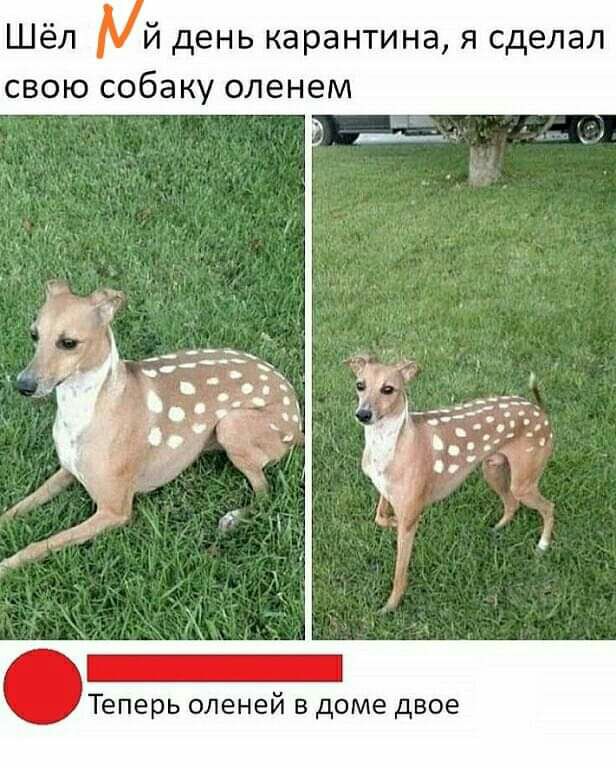 й день карантина я сделал свою собаку оленем Теперь оленей в доме двое