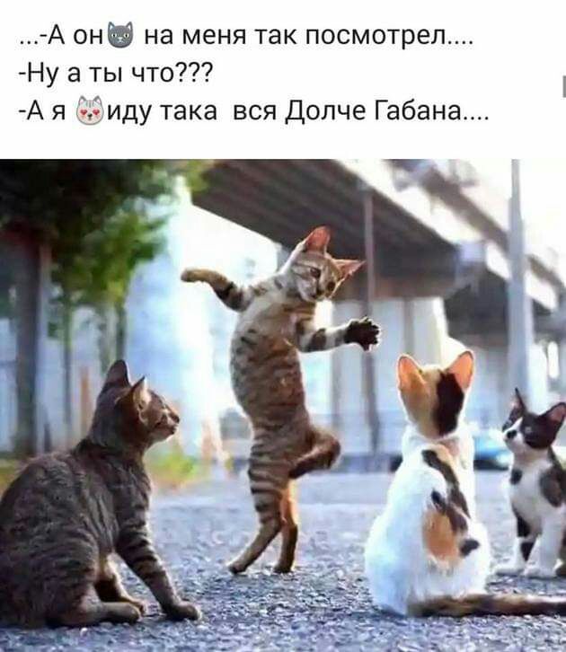 А он на меня так посмотрел Ну а ты что А я 3 иду така вся Долче Габана