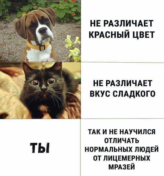 нв РАЗЛИЧАЕТ КРАСНЫЙ цввт НЕ РАЗЛИЧАЕТ ВКУС СЛАДКОГО ТАК и не НАУЧИЛСЯ отличпь ТЫ нормдльных ЛЮДЕЙ от лицвмврных ммзвй