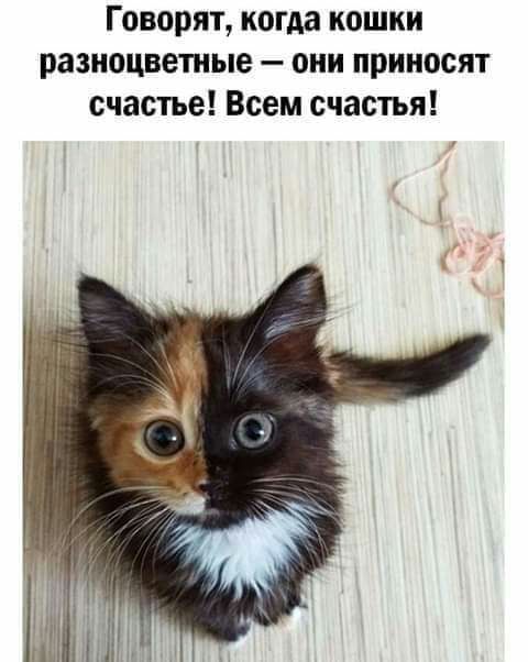 Говорят когда кошки разноцветные они приносят счастье Всем счастья