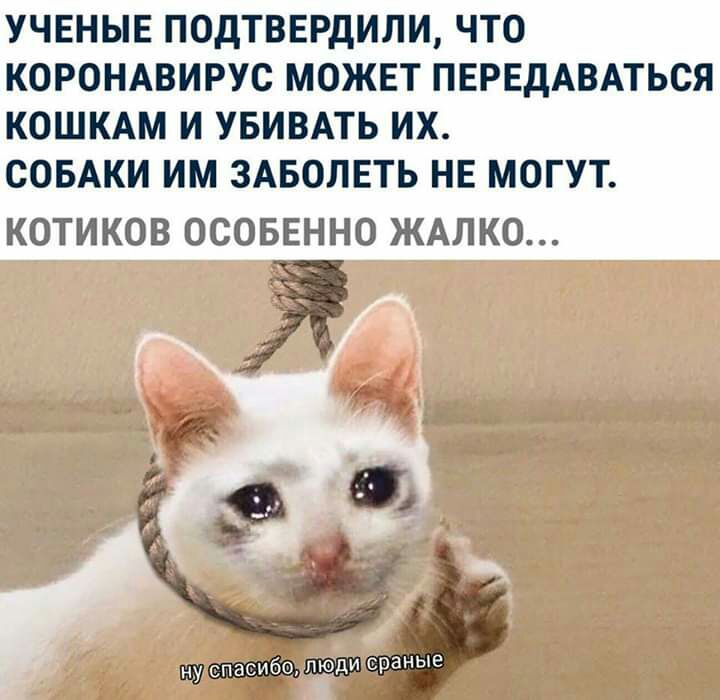 УЧЕНЫЕ ПОДТВЕРДИЛИ ЧТО КОРОНАВИРУС МОЖЕТ ПЕРЕДАВАТЬСЯ КОШКАМ И УБИВАТЬ ИХ СОБАКИ ИМ ЗАБОЛЕТЬ НЕ МОГУТ КОТИКОВ ОСОБЕННО ЖАЛКО еранЁіе
