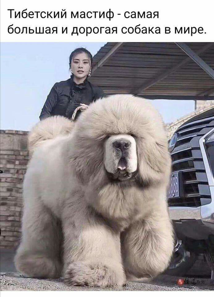 Мастиф тибетский фото самый большой с человеком в мире
