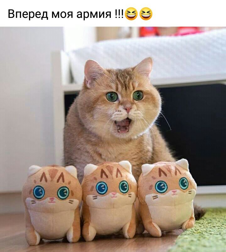 Вперед моя армия 35 15
