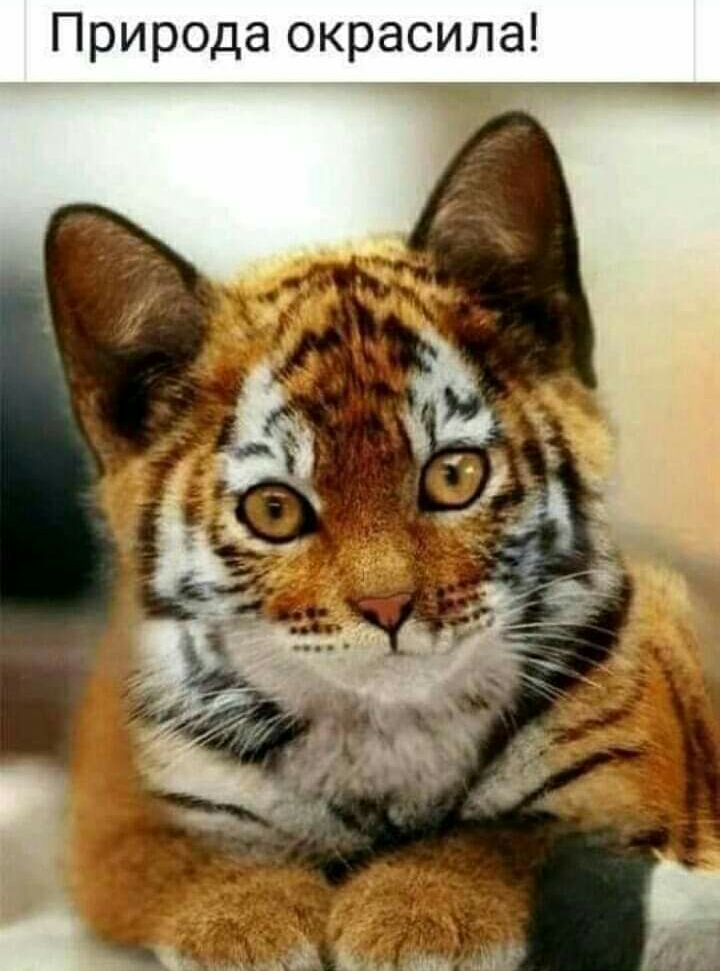 Природа окрасила С Я К шп ш