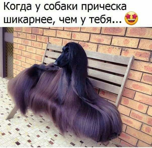 Когда у собаки прическа шикарнее чем у тебя