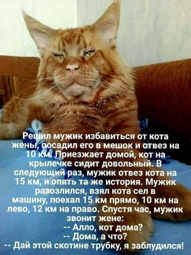 Ре ужик избавиться от кота жень адил его в мешок и отвез на Приезжает домой кот на 1крылечке сидит довольный В следующий раз мужик отвез кота на 15 км шалить та же история Мужик рашлмлоя взял кота сел в машину поехал 15 км прямо 10 км на лево 12 км на право Спустя час мужик звонит жене Алло кот дома дома а что дай этой скотине трубку я заблудился
