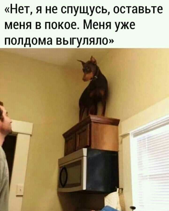 Нет я не спущусь оставьте меня в покое Меня уже полдома выгуляло