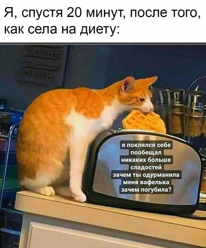 Я спустя 20 минут поспе того как села НЭ ДИЭТУЕ я поклялся себе пообещал никаких больше р сладостей зачем ты одурмаиипа меня вафепька _ зачем погубила