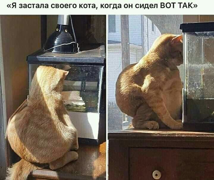Я застала своего кота когда он сидел ВОТ ТАК