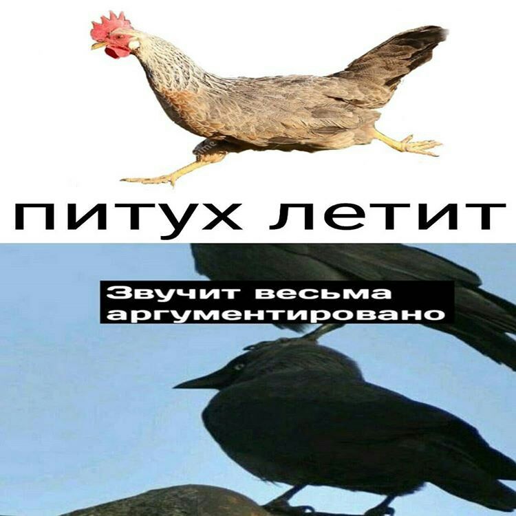 П ИТУХ ЛЭТИТ Эвуч ит весьма а ргументи ро вано