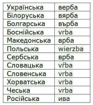 Украінська верба Біловуська вярба Бол гарська върба Боснійська угЬа Македонська врба Польська міепЬа Сербська врба Сповацька пЬа Сповенська угЬа Хорватська угЬа Чеська гЬа Російська ива