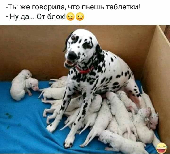 Ты же говорилачто пьешь таблетки Ну да От блох