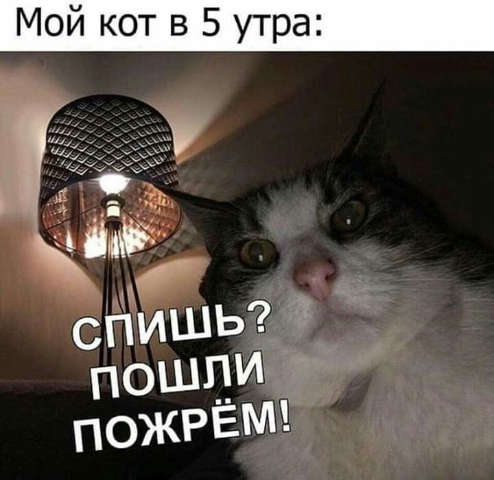 Мой кот в 5 утра