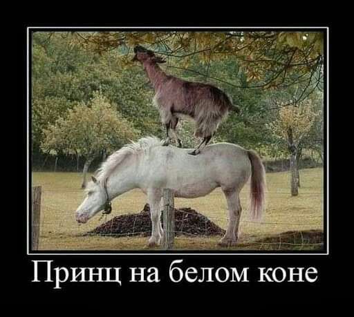 ч __ Пршщ на белом коне