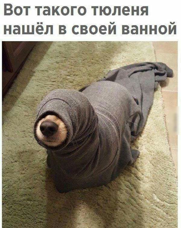 Вот такого тюленя нашёл своей ванной