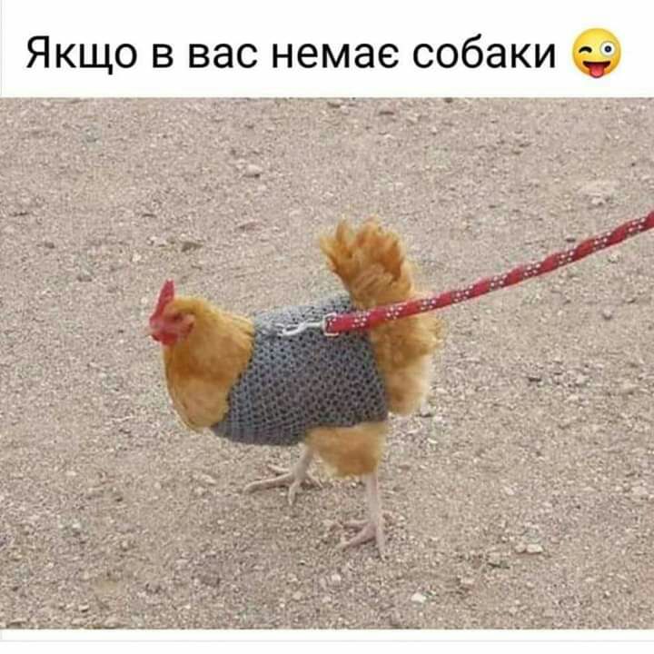 Якщо в вас немае собаки