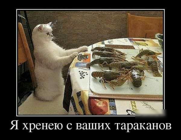 Я хренею с ваших тараканов