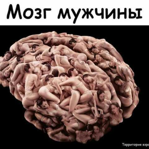 _ Мозг мужчины