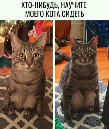 КТО НИБУДЬ НАУЧИТЕ МОЕГО КОТА СИДЕТЬ