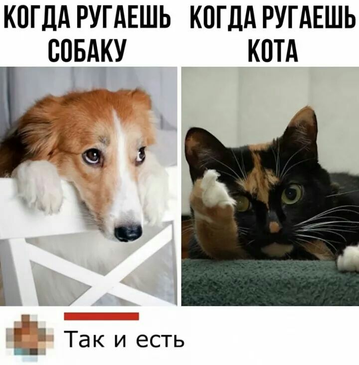 КОГДА РУГАЕШЬ КОГДА РУГАЕШЬ ООБАКУ КОТА г 746 а а _а Р Так и есть _
