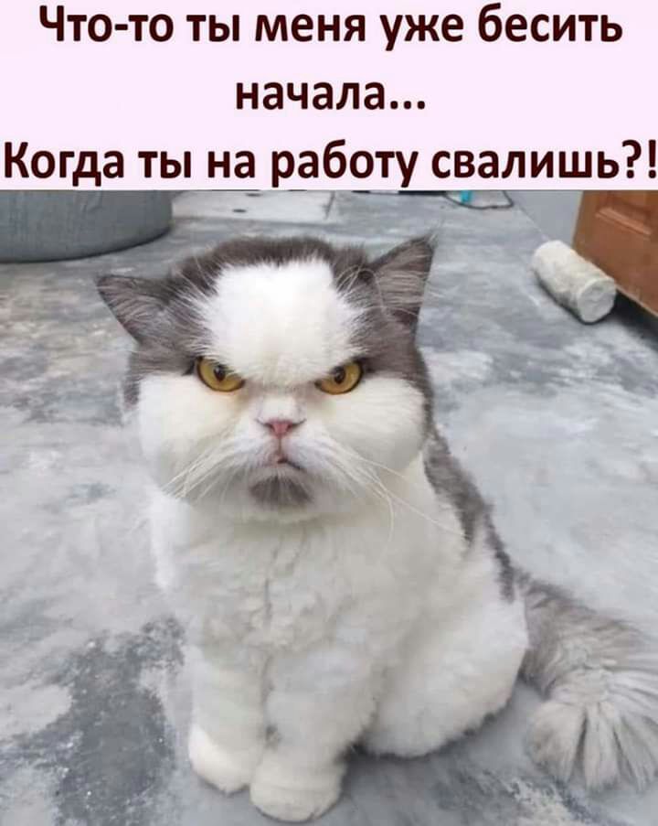 Что то ты меня уже бесить начала Когда ты на_ р_аб_оту свалишь