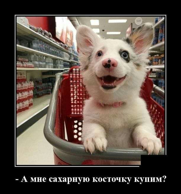 А мне сахарную косточку купим