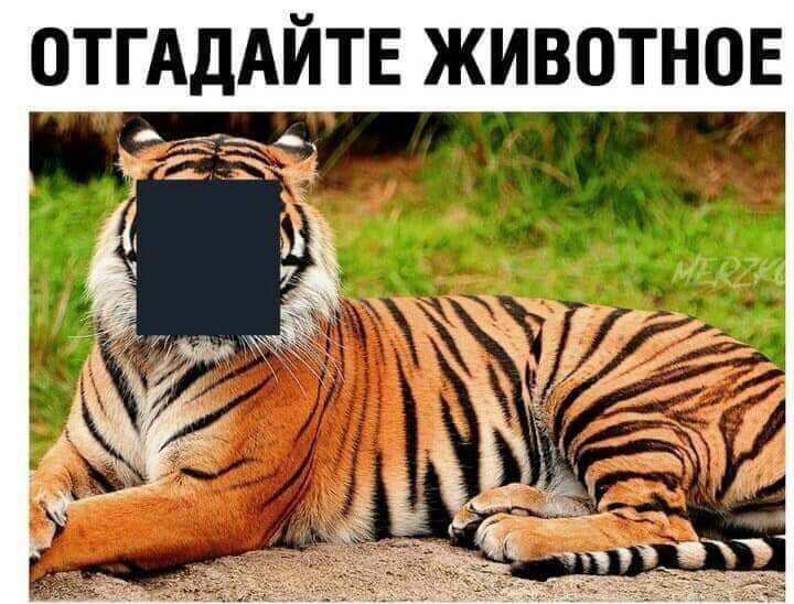 ОТГАДАЙТЕ ЖИВОТНОЕ