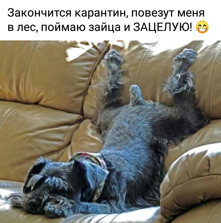 Закончится КЭРЭНТИН ПОВЭЗУТ меня