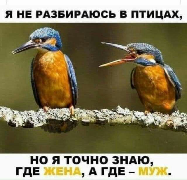 Я НЕ РАЗБИРАЮСЬ В ПТИЦАХ НО Я ТОЧНО ЗНАЮ ГДЕ ЖЕНА А ГДЕ ПШ