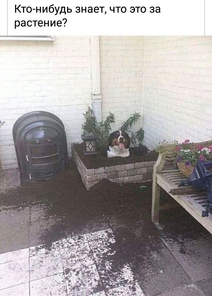 Кто нибудь знает что это за растение 7 чтгии