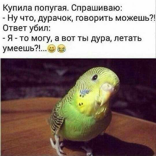 Купила попугая Спрашиваю Ну что дурачок говорить можешь Ответ убил Я то могу а вот ты дура летать умеешьб