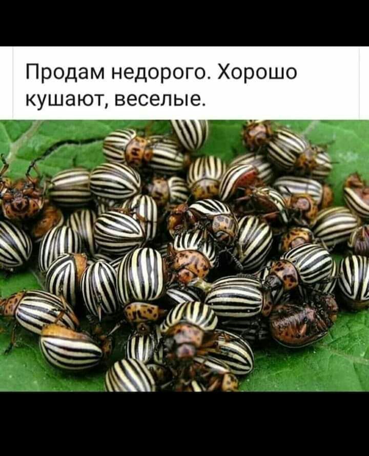 Продам недорого Хорошо кушают веселые
