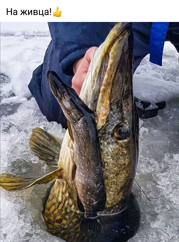 На живца