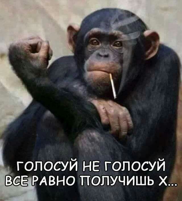 голосуй НЕ голосуй веЕ РАВНО получишь х
