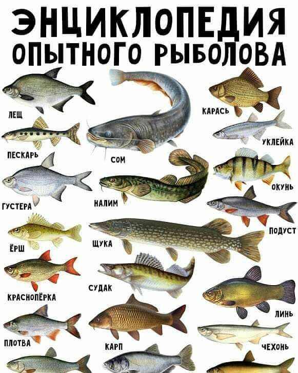 ЭНЦИКЛОПЕ ИЯ опытного рыво ОВА А 33 сь ц Ч зі ё Ц с и со _ п 1 ь ус г