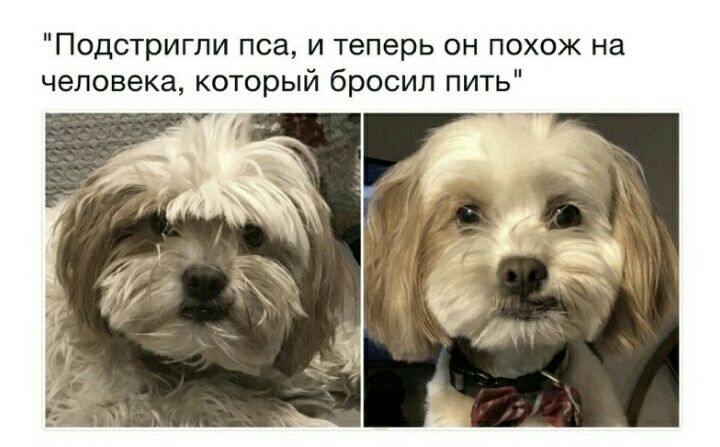 Подстригли пса и теперь он похож на человека который бросил пить