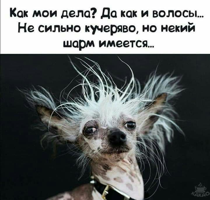 Как мои дела Да как и волосы Не сильно кучеряво но некий шарм имеется